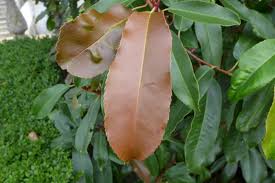 Image result for Photinia serrulata