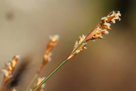 Image result for Platycaulos