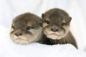 Omg Two Of The New Baby Otters At Six Flags Click Thru For More Pics Baby Otters Otters Cute Otters