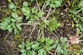 Unkraut Fruh Erkennen Der Kleine Horrorgarten Unkraut Unkraut Im Garten Pflanzen