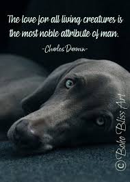 Charles Darwin Quote The Love Of All Creatures Is The Most Etsy Darwin Quotes Charles Darwin Quotes Dog Quotes