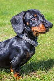 Black And Brown Long Haired Dachshund Puppy Cute Dachshund In 2020 Dachshund Puppy Miniature Dachshund Breed Dachshund Pets