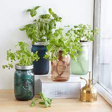I personally recommend the largest jar possible; Mason Jar Indoor Herb Garden Hydroponic Grow Kit Uncommon Goods