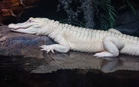 We did not find results for: Orang Kedang Dan Kepercayaan Terhadap Buaya Suluhnusa Com