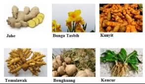 Pada bagian atas umbi lapis tumbuh daun. Perkembanganbiakan Vegetatif Alami Dan Contohnya Lengkap