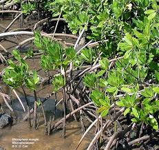 Image result for Rhizophoraceae