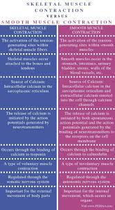 What Is The Difference Between Skeletal And Smooth Muscle Contraction Pediaa Com Muscle Contraction Basic Anatomy And Physiology Biology Facts
