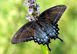 Eastern Tiger Swallowtail Dark Form But The One Above Is A Female Dark Form Eastern Tiger Swallo Butterfly Spirit Animal Swallowtail Black And Grey Tattoos