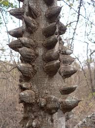 Image result for Zanthoxylum chalybeum