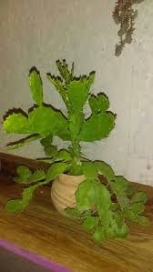 Cactus plant facts you probably know the cactus as a spiky green plant that grows in the desert. Brasiliopuntia Brasiliensis This Looks Like My Twin Cactus But I Don T Have The Obvious Cylinder Trunk Does It Start Out Garden Plants Plants Cactus