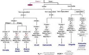 Flowchart For Identification Of Bacteria Bedowntowndaytona Com