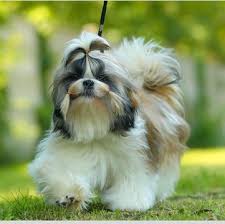 Regrettably, celebrity interest has further popularized tiny dogs small enough to easily fit into a designer handbag. Shih Tzu Puppies For Sale Adoptapet Com