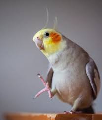 He Do A Step Cockatiel Cute Birds Pet Birds