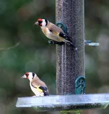 Irelands Top 20 Garden Birds Irish Garden Birds