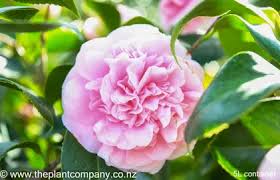 Best Camellia Terrell Weaver In NZ