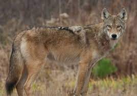 The World Of Wolves Wolf Hybrid Animals Animal Conservation