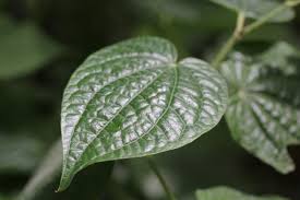 Image result for Piper capense