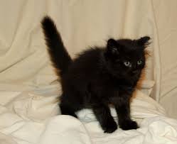 Black And White Kittens For Sale Essex Siberians Kittens For Sale Hypoallergenic Cats Hypoallergenic Cats Siberian Cat Kitten For Sale