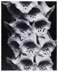 When was edward steichen born and when did he die? Edward Steichen International Center Of Photography