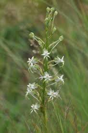 Image result for Habenaria afra