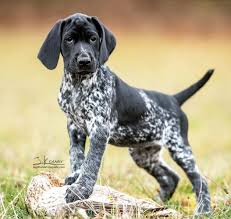 Check spelling or type a new query. 47 Black German Short Haired Pointers Ideas German Shorthair German Shorthaired Pointer Pointer Puppies