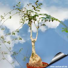 Image result for Cyphostemma congestum