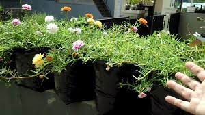 Tabulampot, solusi praktis dan ekonomis berkebun di lahan sempit. Bunga Krokot Warna Warni Ide Kreatif