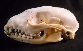 Raccoon Skull Real Bone Animal Taxidermy Bones Macabre Horror Etsy Raccoon Skull Skulls For Sale Animal Taxidermy