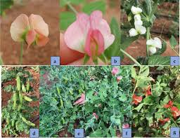 Image result for Pisum sativum