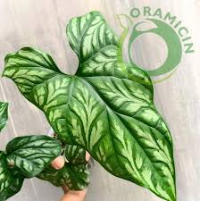 Image result for Cercestis