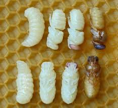 Stages Of Pupa Bienenhaltung Bienen Imker