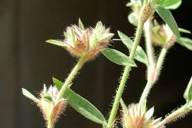 Image result for Stylosanthes