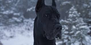 Maybe you would like to learn more about one of these? Canadian Great Dane Famous On Instagram For Looking Like Batman People Com