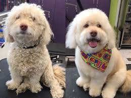 Increase profits with an all paws pet wash dog wash station! Best Dog Grooming Clippers Wipes And Supplies According To Groomers