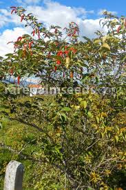 Image result for Citharexylum