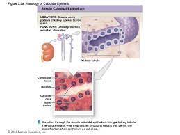 Pin By Justin Taphorn On Epithelial Tissue Glands Anatomy Art Presentation