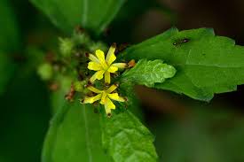 Image result for Triumfetta pentandra