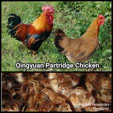 Nama Produk Anak Ayam Penelur Lohmann Anizam Resources Facebook