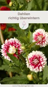 Dahlien Uberwintern Dahlien Wintergemuse Anbauen Garten