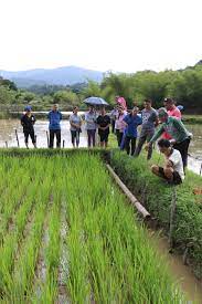Check spelling or type a new query. Sustainable Rice Farming In The Highlands Wwf