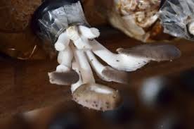 Jika belum pernah menanam jahe, berarti buat lubang tanam dengan kedalaman 3 cm. Cendawan Tiram Kelabu Cabaran Banyak Namun Puas Tengok Hasil Noordin Buletin Mutiara