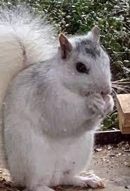 Black And White Squirrel Like Animal Visit White Squirrel Shoppe For Books Photos Postcards Christmas Cards Etc Squirrel Cute Squirrel Forest Animals