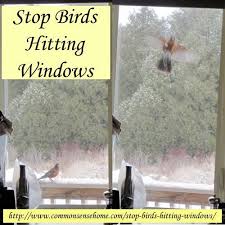 Stop Birds Hitting Windows 5 Tips To Protect Our Feathered Friends Birds Flying Into Windows Birds Bird Deterrents