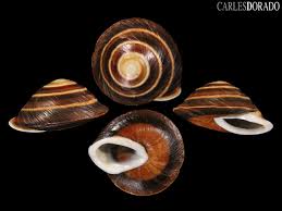 Караколус полосатый, караколус маргинеллус младший синоним: Caracolus Marginella Rostrata Allspira