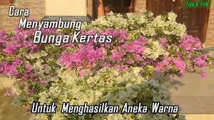 Sir louis antoine de bougainville merupakan seorang prajurit angkatan laut berkebangsaan perancis. Cara Mudah Menyambung Bunga Kertas Youtube