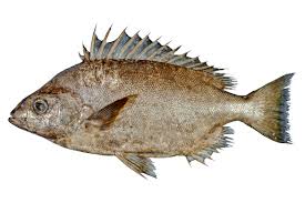 Image result for Pentanisia sykesii