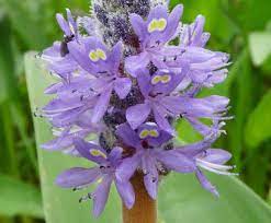 Maybe you would like to learn more about one of these? Pickerelweed Pictures Flowers Leaves Identification Pontederia Cordata