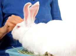 Nevertheless, in some cases, the rabbit guardians may get busy with work and can't manage enough time to play with the rabbit. Do Rabbits Get Along With Other Pets Howcast