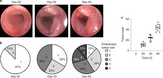 Rectal cancer is a type of cancer of the last few inches of the large intestine. Inducible Mouse Models Of Colon Cancer For The Analysis Of Sporadic And Inflammation Driven Tumor Progression And Lymph Node Metastasis Nature Protocols