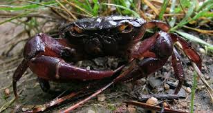 Image result for Cribbia brachyceras